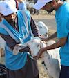 The Difference Between Qurbani and Udhiyah  