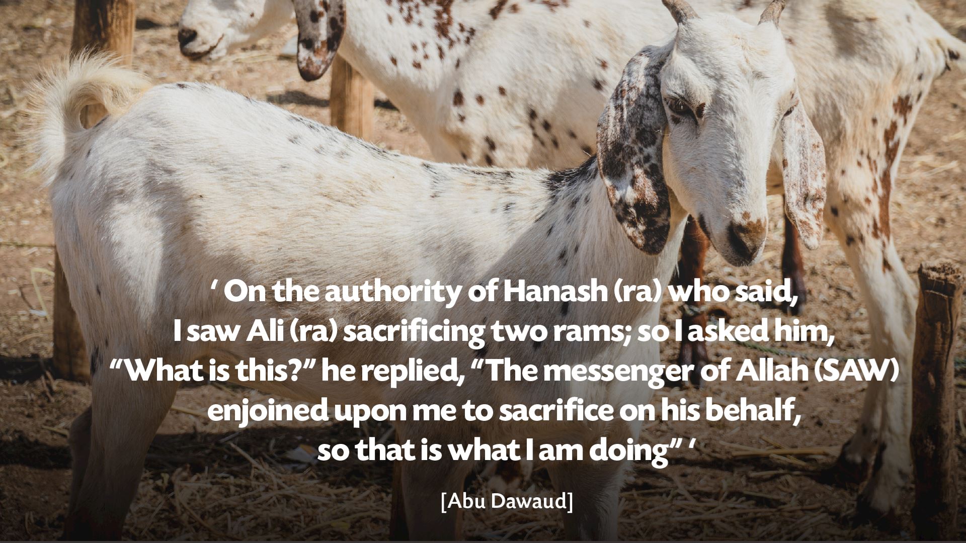5 Reasons To Give A Prophetic Qurbani | Muslim Hands Canada